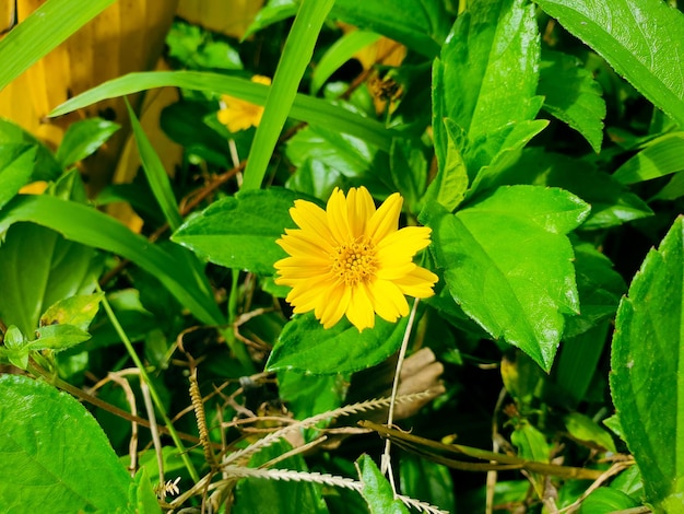 Field of yellow flower in bright evening light