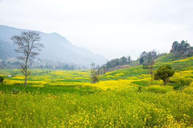 A field of yellow flowers in the mountains