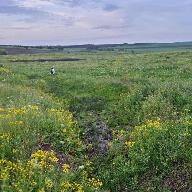 Photo a field of yellow flowers and a person in a white shirt is standing in a field.