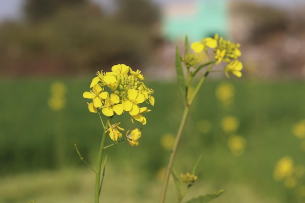 A field of yellow flowers with a green building in the background