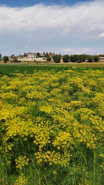 Photo a field of yellow flowers with a house in the background