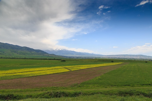 A field of yellow flowers with a mountain in the background