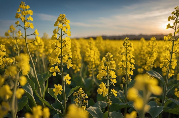 a field of yellow flowers with mountains in the background