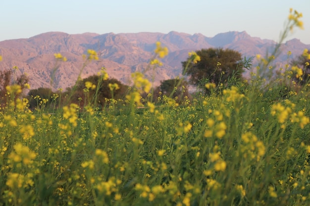 A field of yellow flowers with mountains in the background