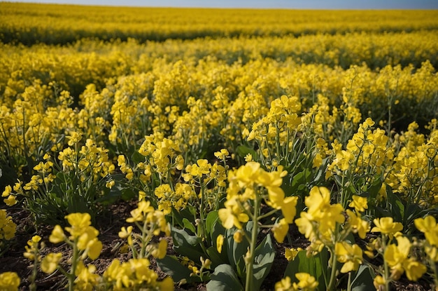 a field of yellow flowers with a sky in the background