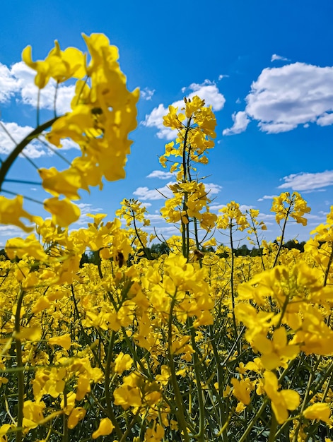 A field of yellow flowers with the sky in the background