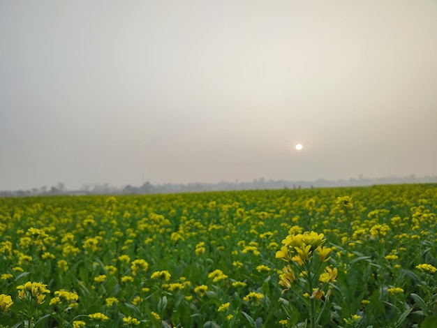 A field of yellow flowers with the sun setting behind them