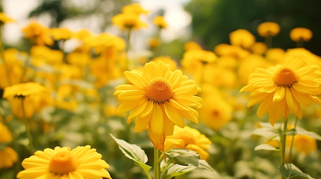 a field of yellow flowers with the word  on the bottom