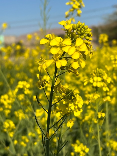 A field of yellow flowers with the word canola on it