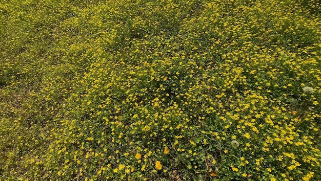 A field of yellow flowers with the word dandelions on it