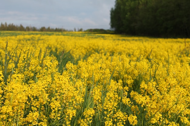 a field of yellow flowers