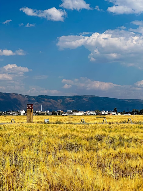 A field of yellow grass with a sign that says " the name of the company " on it.