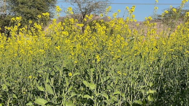 A field of yellow mustard flowers in the desert.