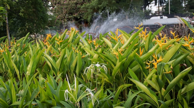 Field of yellow orange Heliconia psittacorum flower plant blooming like his nickname bird paradise