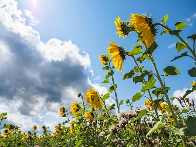 A field of yellow sunflowers on a background of clouds