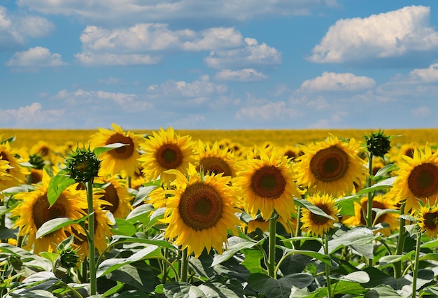 Field of yellow sunflowers growing under blue cloudy sky, high angle view