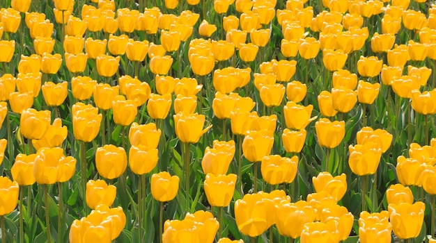 Field of yellow tulips