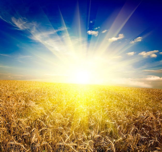 Field of yellow wheat and cloud in the sky