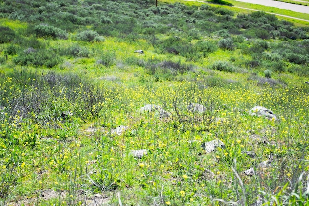 Field of yellow wildflowers green grass in the mountains landscape background