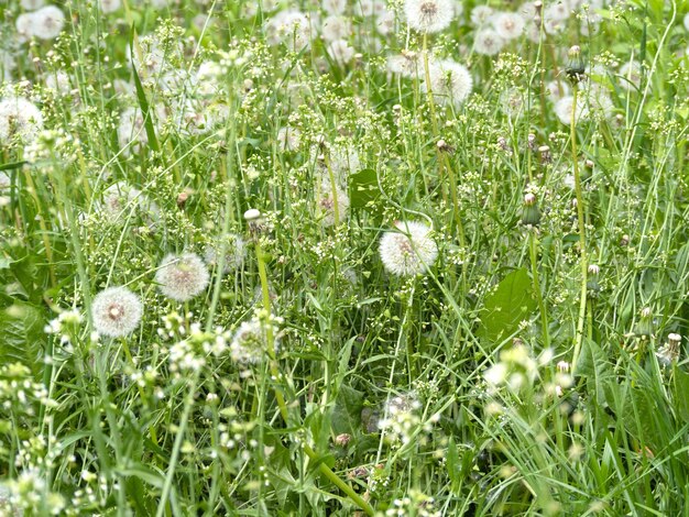 Field of young grass with lots of dandelions with seed meadow with dandelions in spring nature conce