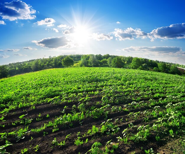 Field of young green sunflowers near forest