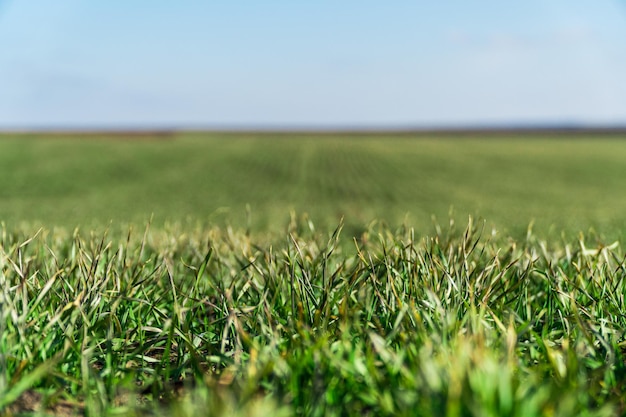 Field of young green wheat Agriculture gardening or ecology concept