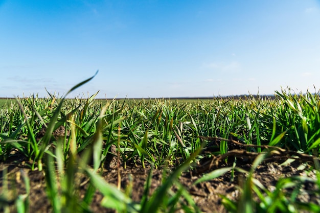 Field of young wheat barley rye Young green wheat growing in field in spring sunny day Natural background