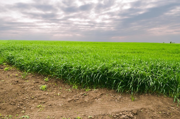 The field of young wheat Green grass and farmland