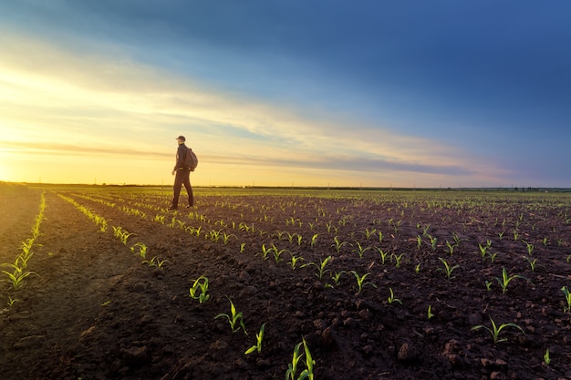 Field of young wheat , man on the field agriculture