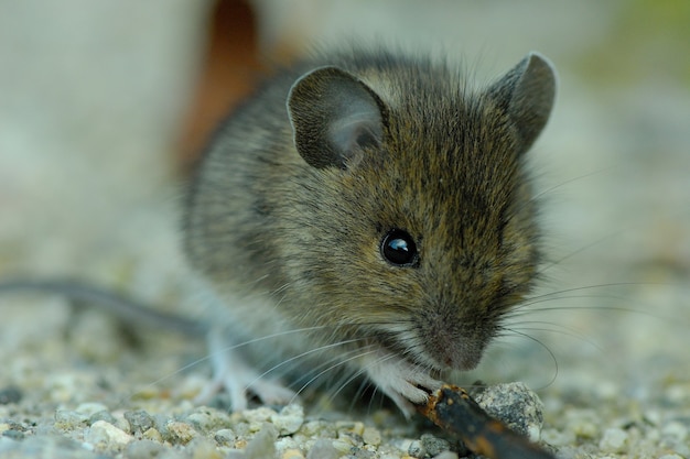 fieldmouse