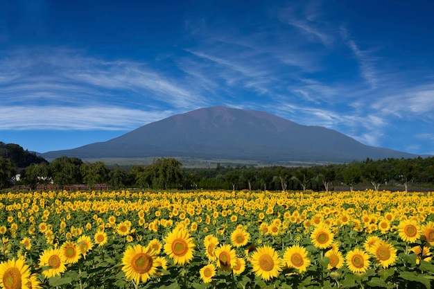 Fields full of sunflowers beautiful field of sunflowers with mountain in the background