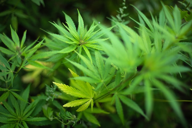 Fields of industrial hemp in Estonia