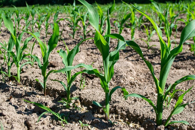 Fields planted with corn green corn sprouts in a field at a ranch