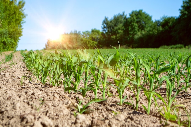 Fields planted with corn green corn sprouts in a field at a ranch