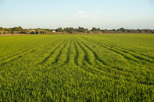 Fields of rice plantation