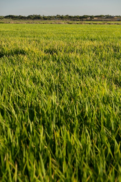 Fields of rice plantation