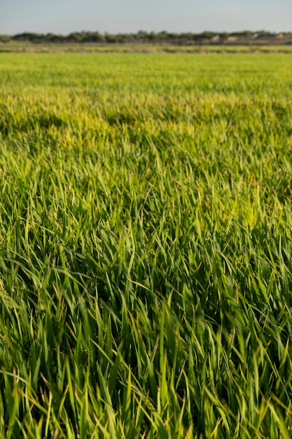 Fields of rice plantation