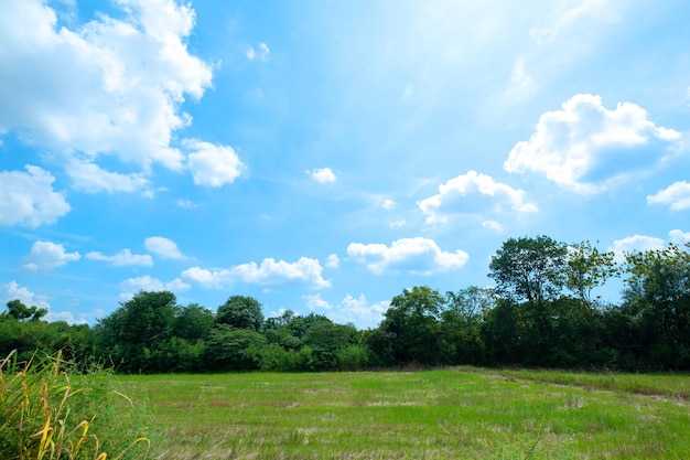 Fields tree and blue sky Beautiful landscape