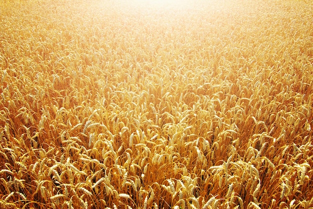 Fields of wheat at the end of summer fully ripe