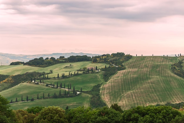 fields winding roads with strings of cypress trees under evening vanilla sky Val d'Orcia Ital