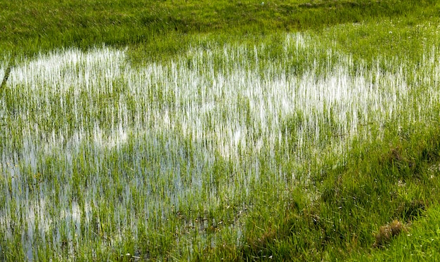 Fields with grass flooded with water