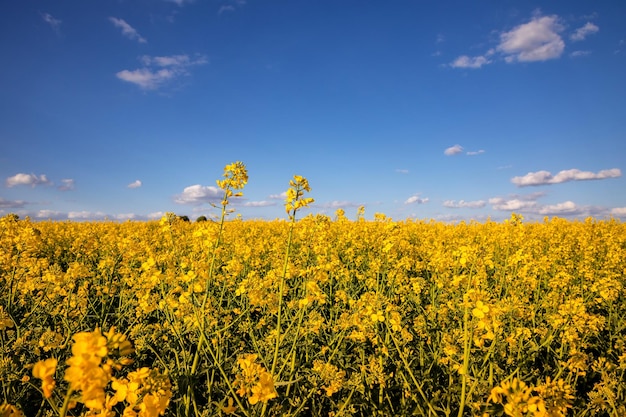 Fields with rapeseed on a sunny day Rapeseed cultivation