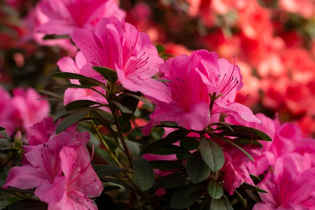 Photo fiery azalea delight flowers in the garden