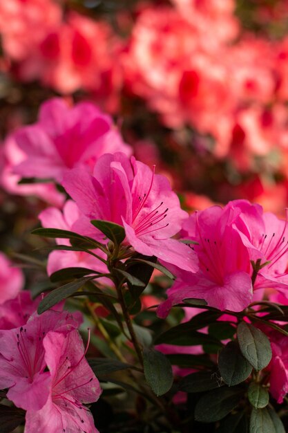 Photo fiery azalea delight flowers in the garden