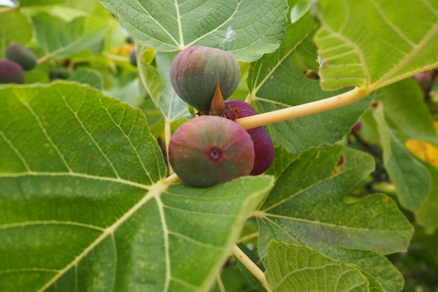 Fig or fig tree or common fig tree Ficus carica is a subtropical deciduous plant of the genus Ficus of the Mulberry family Figs on a branch Garden plants Ripe green red fig in a garden or farm