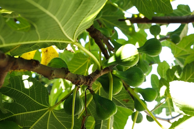 fig growing in tree ripe organic farming agriculture healthy harvest home grown urban sustainable