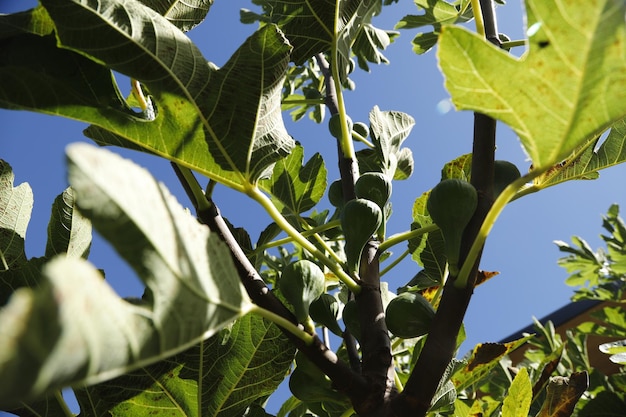 fig growing in tree ripe organic farming agriculture healthy harvest home grown urban sustainable