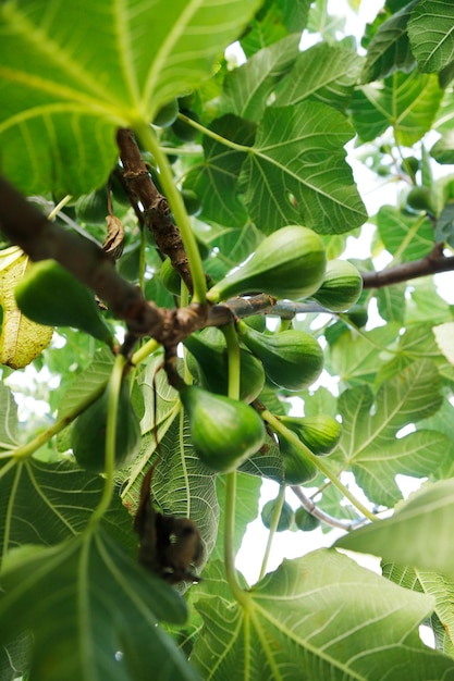 fig growing in tree ripe organic farming agriculture healthy harvest home grown urban sustainable