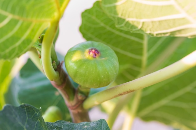 Fig guava, young fruit on the branch