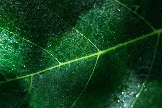 Fig leaf in a close up view